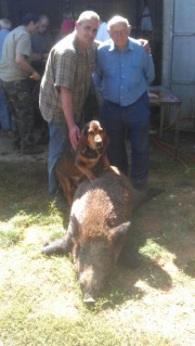 El dia 21-09-2013 en Jaume Ayats (l’Oliva) de la Colla de Vilert, de 94 anys, va matar d’un sol tret aquest porc de 130 kgrs. a Fontcoberta.