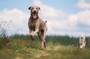 LES CANILLES DE GOSSOS DE CAÇA PODRAN SORTIR A PARTIR DEL PROPER DIA 2 DE MAIG