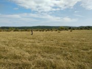 Primers censos de becadell comú impulsats per la FCC i la Federació de Caça de Girona