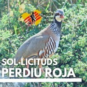 Perdiu roja