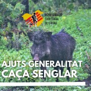 Caça senglar