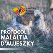 Protocol Aujeszky
